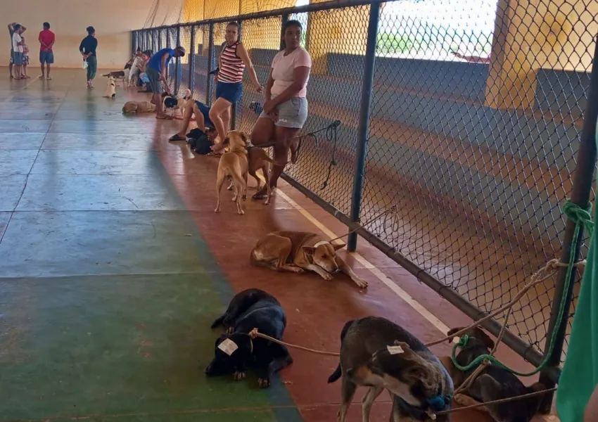 Prefeitura de Livramento promove castração gratuita de cães e gatos em comunidades rurais